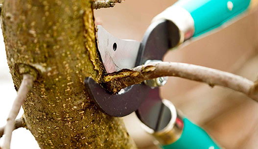 Tree Services 